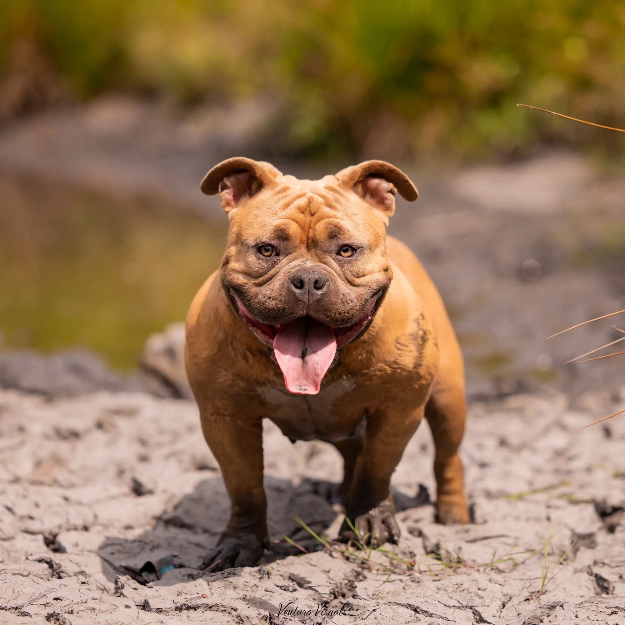 Red American Bully standing in dried mud at the edge of a pond