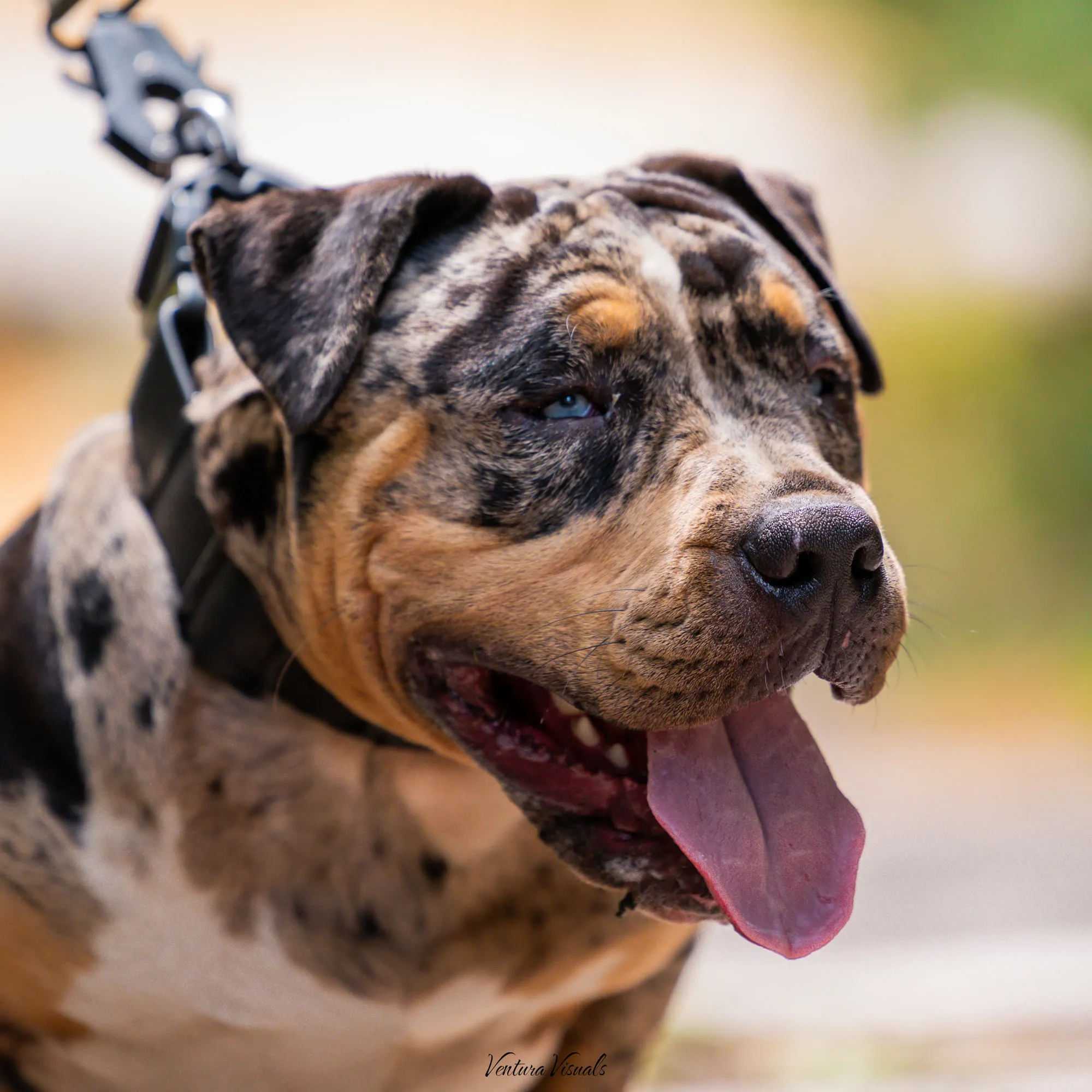 Merle tri American Bully walking on a lead through the woods