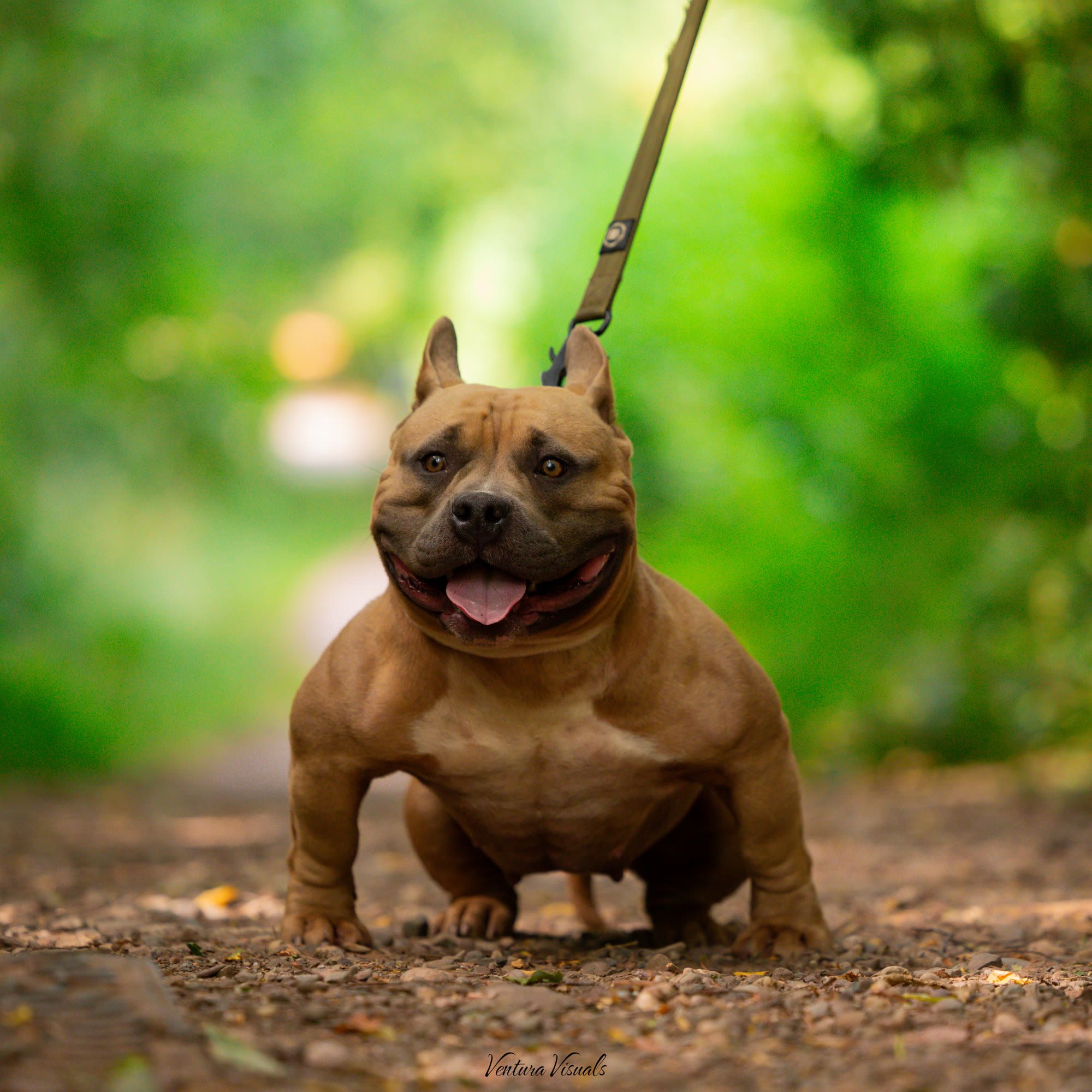 Freya, a buckskin American Bully with a dark mask, standing square on a woodland path and smiling at the camera